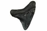 Juvenile Megalodon Tooth - South Carolina #353294-1